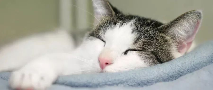 有猫进车里是什么征兆,感觉有猫钻进车里