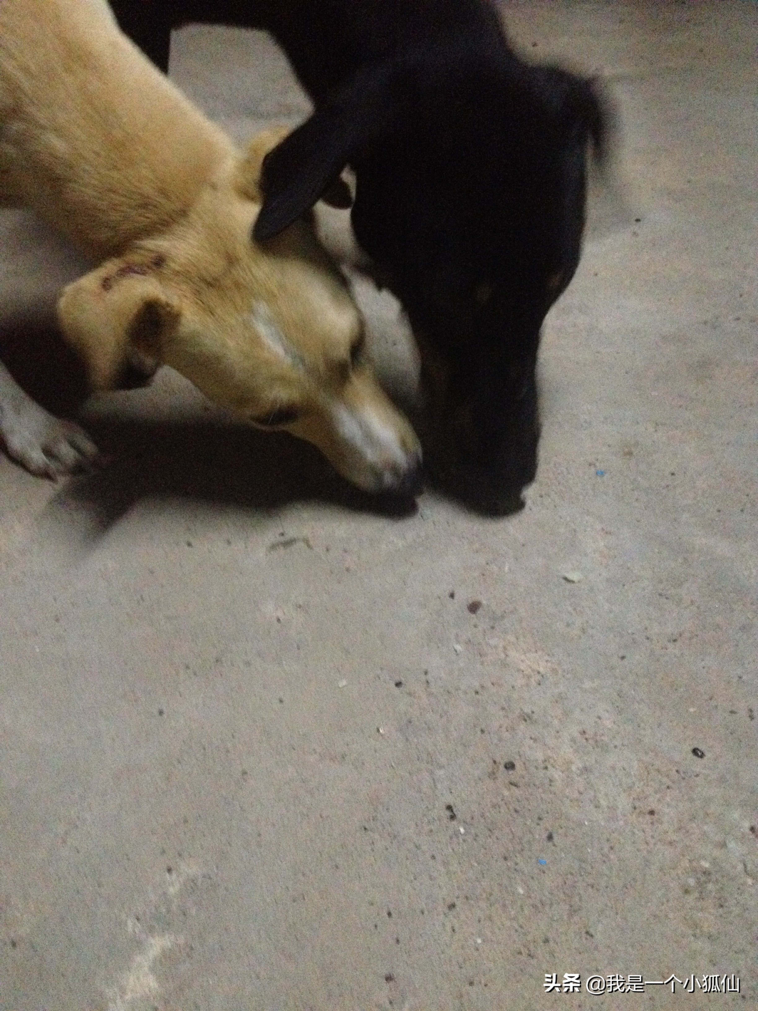 在安哥拉买了几块黑人种的山药，不好吃，我吃一半给狗吃了一半