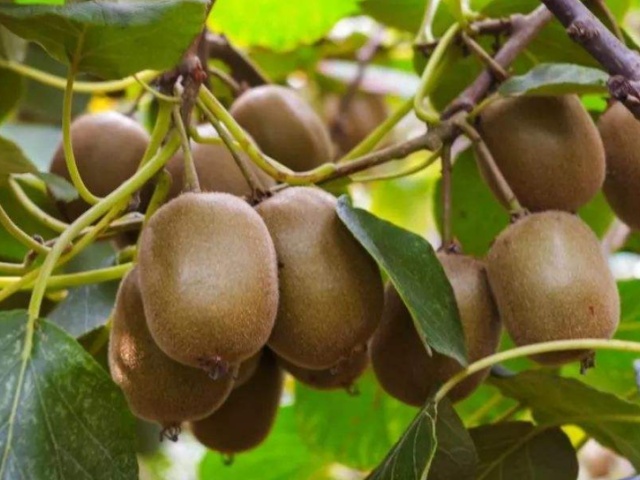 猕猴桃一年苗可以用除草剂吗,猕猴桃树用什么除草剂好