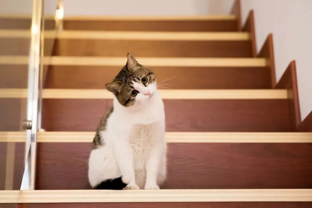 猫宫庄园要猫命的五大沉默杀手,猫宫庄园早产儿的全套救治方案