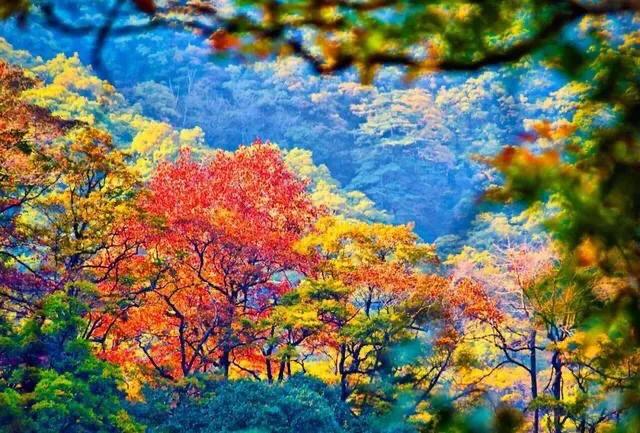 黄山秋景几月去最好,秋天几月份去黄山最好看的花海