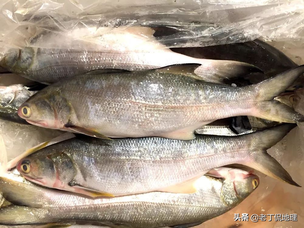 中国海鲜地图,中国海鲜最多地区