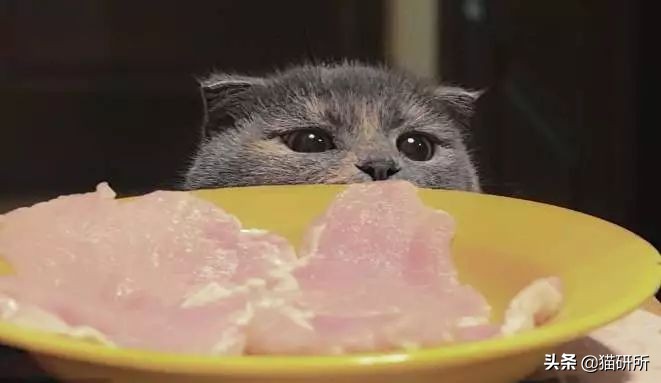 辟谣猫,辟谣猫咪食物