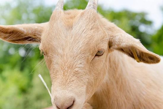 母羊喂什么对子宫内膜炎有好处,母羊内膜炎怎么办