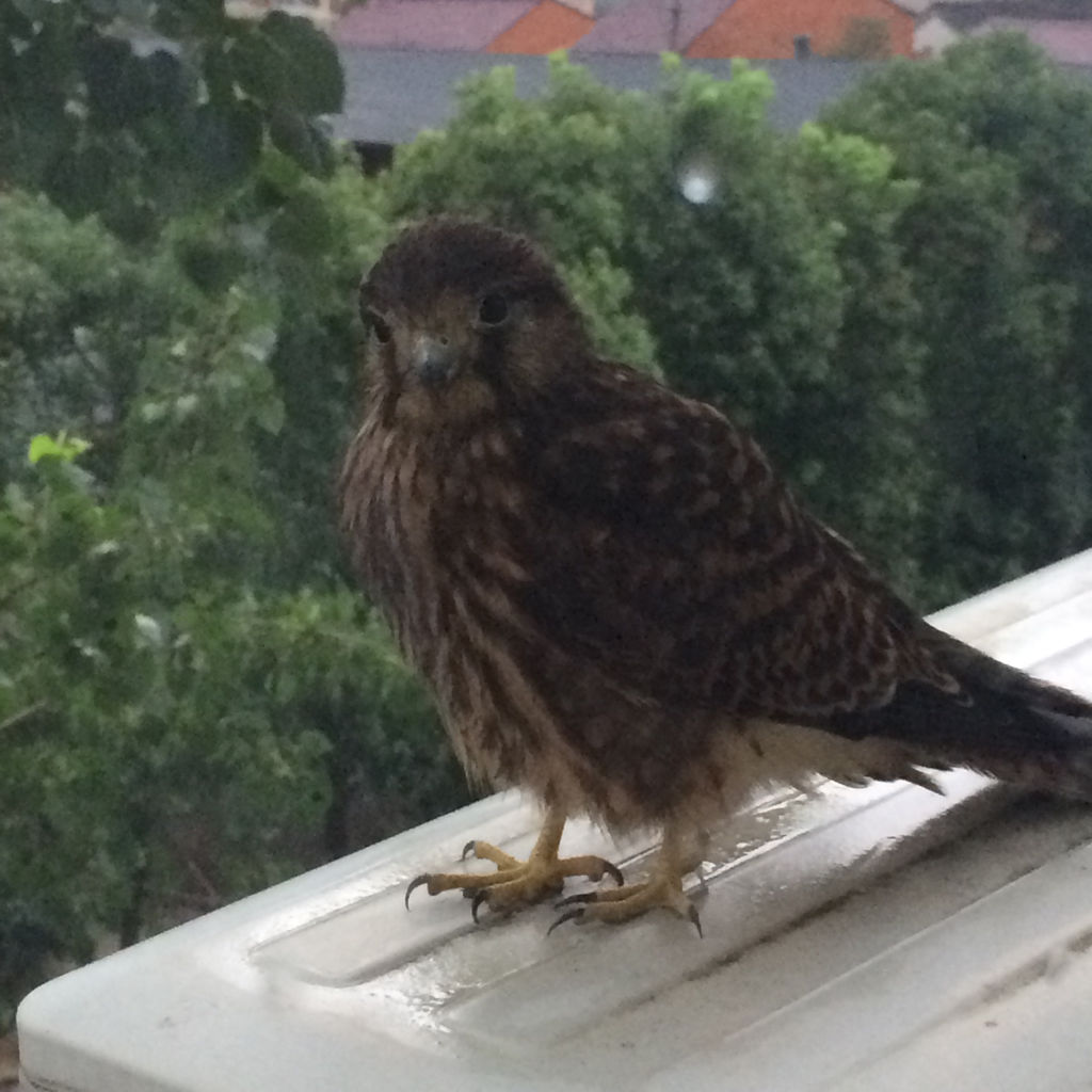 野生的鸟儿该怎么处理,鸟类如何躲避风雨
