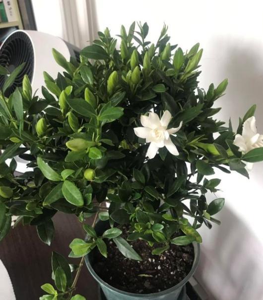 栀子花黄叶施什么肥料好,栀子花黄叶掉叶换土春季