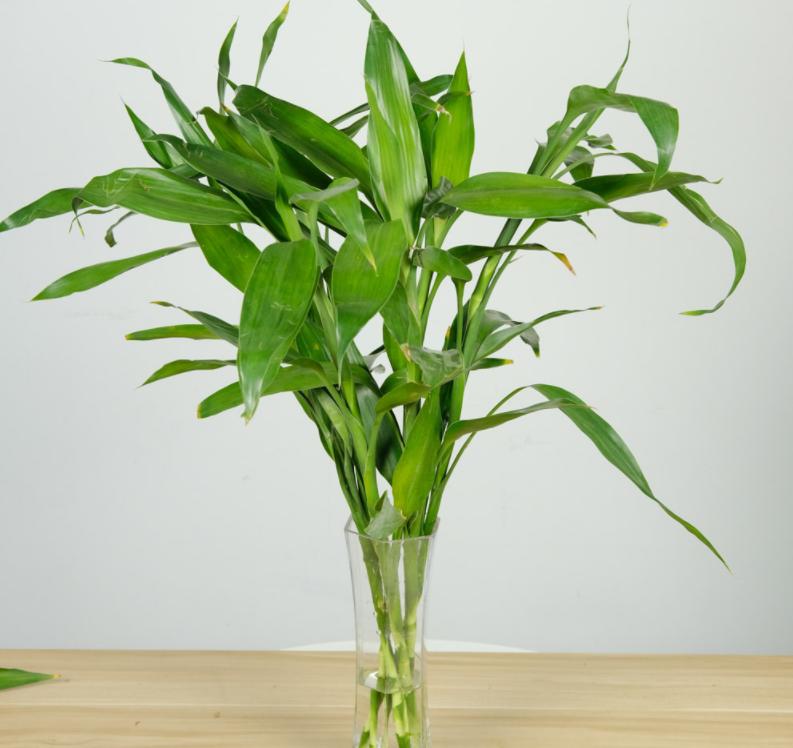 富贵竹爱黄叶、水发臭？“剪一刀”就解决了