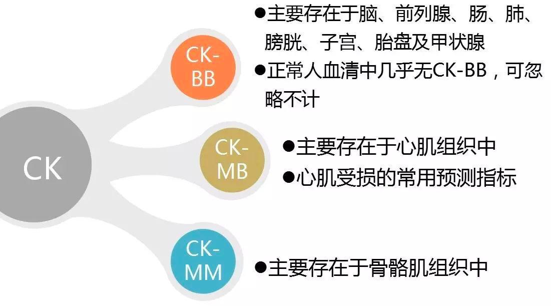什么是ckmb肌酸激酶同工酶,ckmb肌酸激酶同工酶是什么