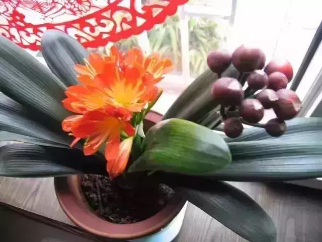 客厅吸附甲醛植物,客厅适合摆什么植物又可以去甲醛