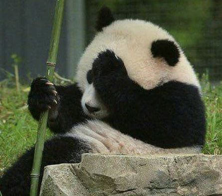 欧洲第一只大熊猫,第一只被带到国外的大熊猫