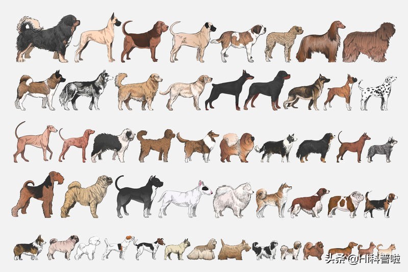 人类不能*亲近**生育,为什么却让狗“回交”,纯种狗真的好吗?