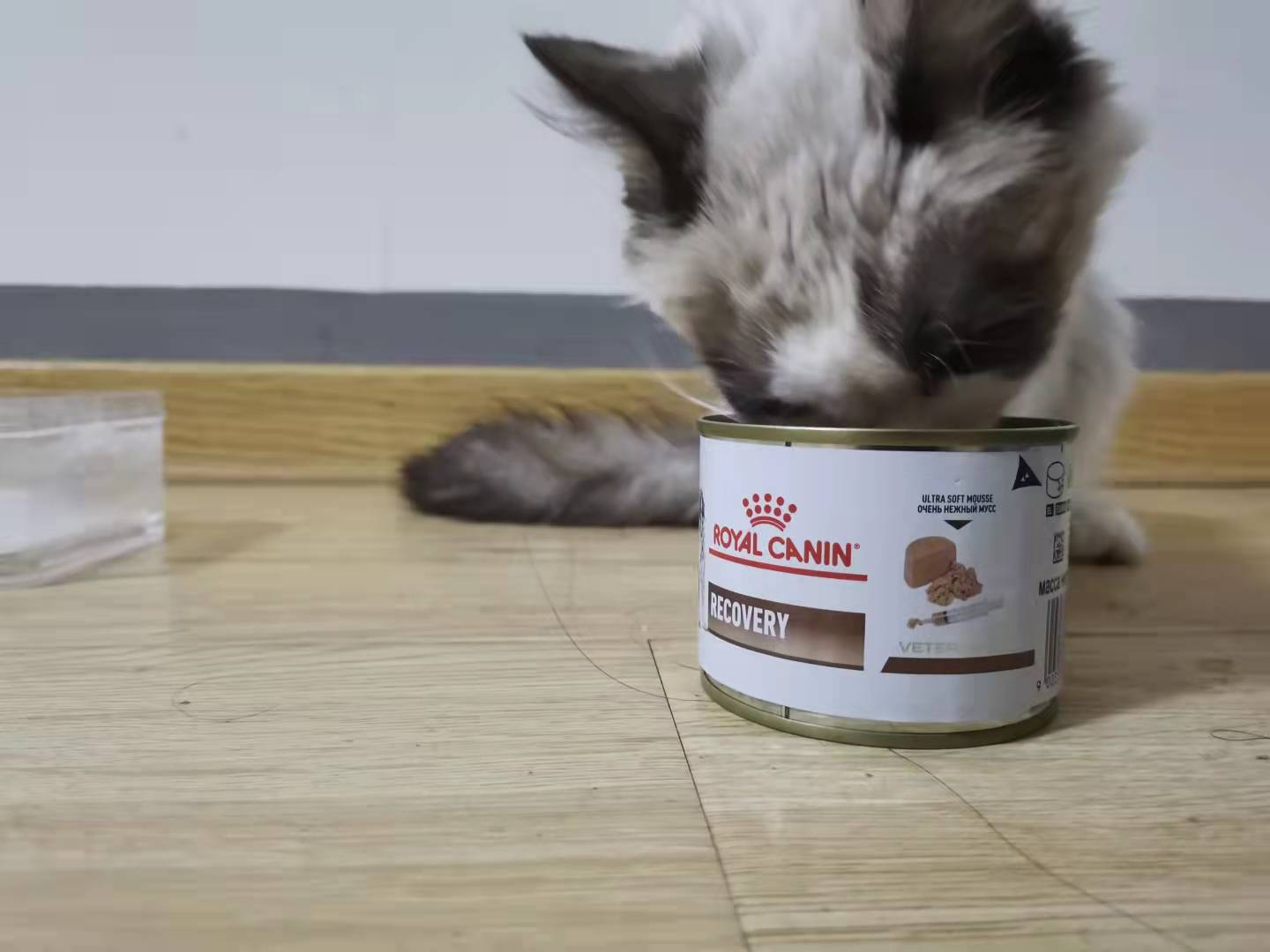 养猫前需要准备哪些用品多少钱,养猫前准备物品要多少钱