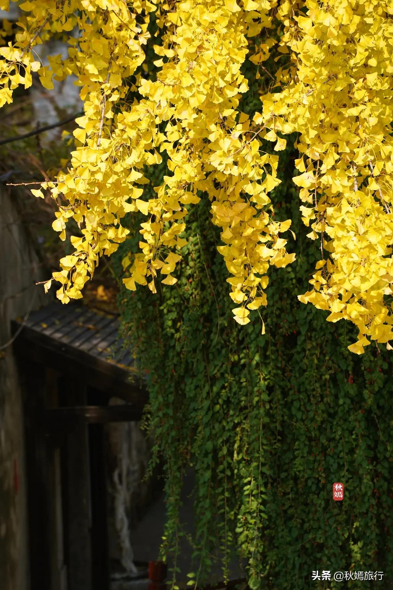 相城区北桥镇千年银杏树,苏州相城银杏打卡