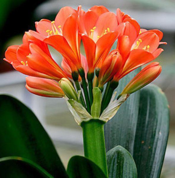 君子兰开花如何授粉结种子,君子兰开花如何人工授粉