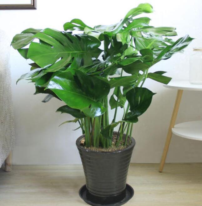 适合客厅摆放且容易养的绿植,适合家里客厅放的绿植又好养活