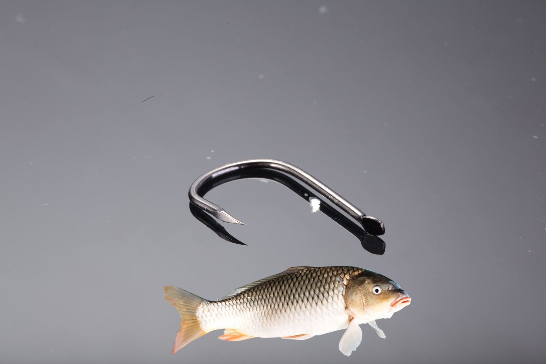 野钓鲤鱼怎么调钓防止跑鱼,为什么钓鲤鱼老是切线