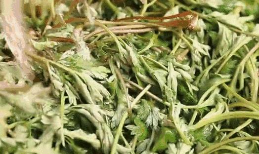 不时不食|有一种念念不忘，叫做青团