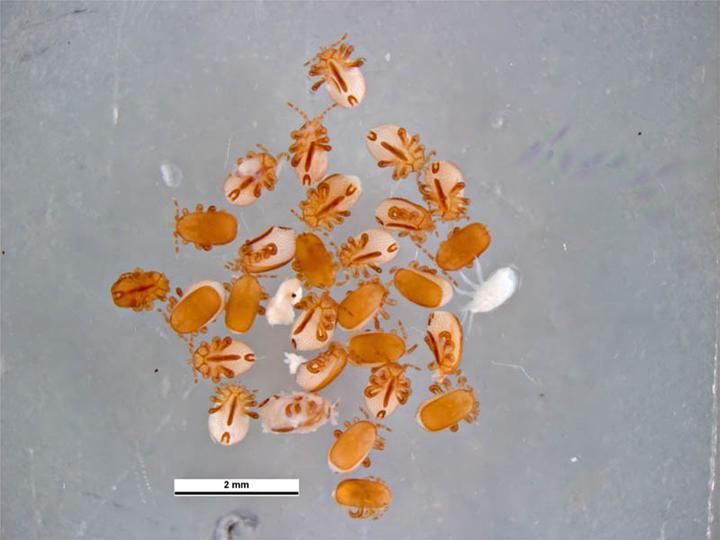 中蜂养殖中各种虫子,中蜂有螨虫怎么办