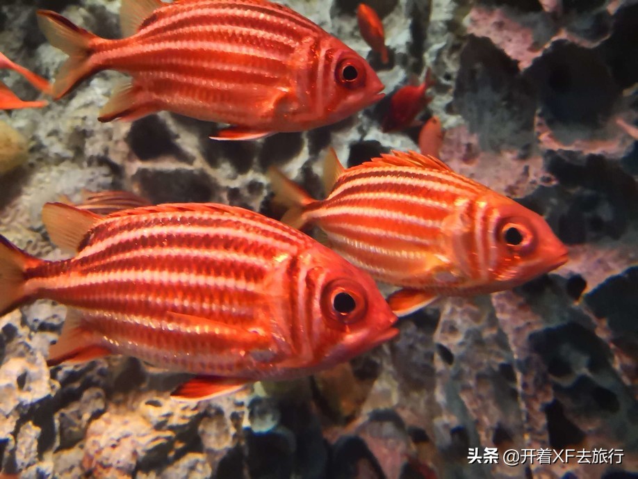 说走就走的旅行攻略省钱一天,说走就走的旅行攻略大全