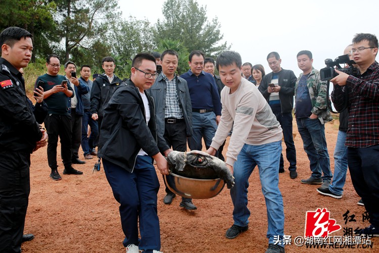 34斤大甲鱼图片,68斤重大甲鱼图片