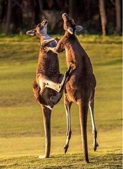 凶猛动物对决视频,凶猛野兽打斗场面