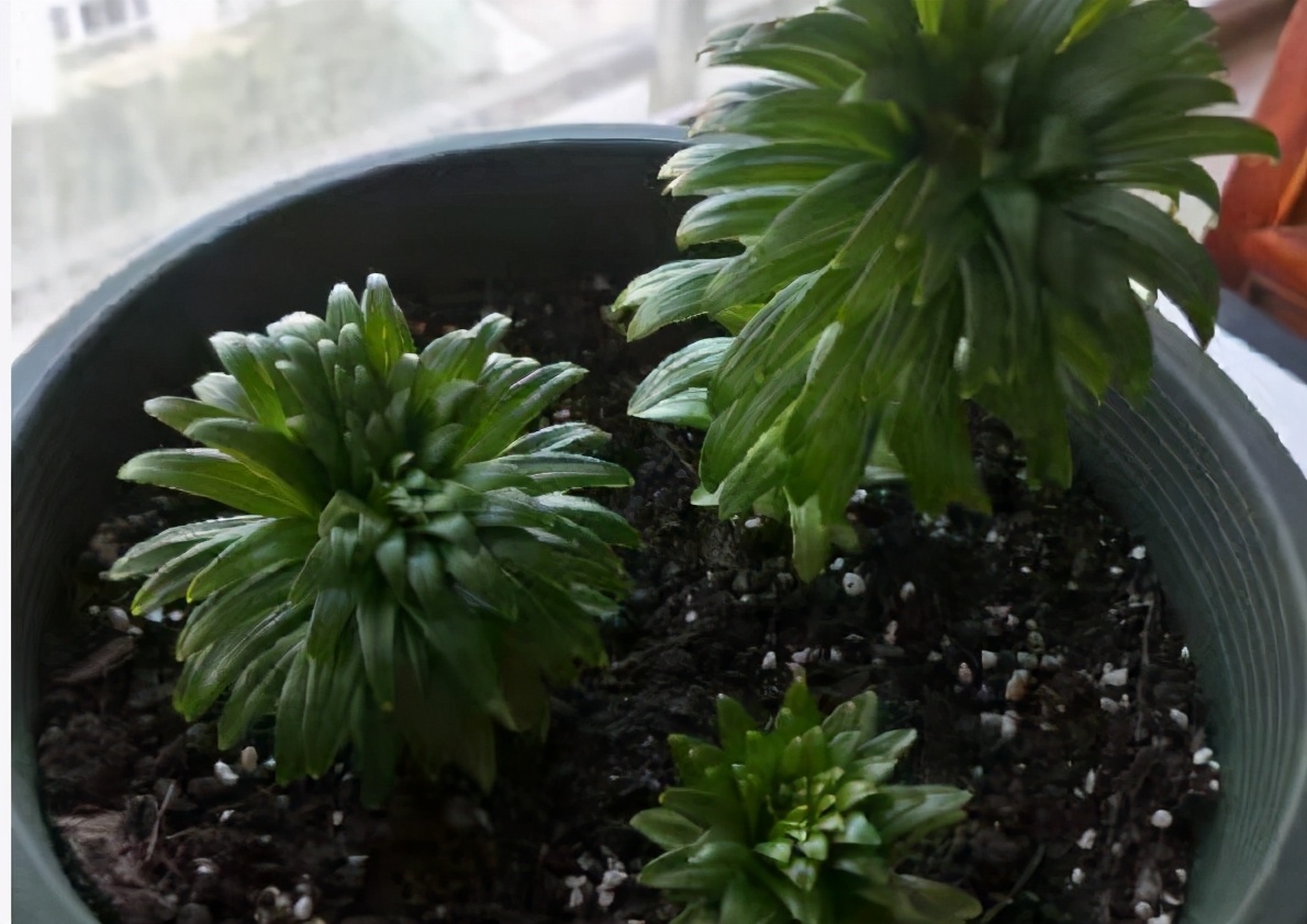 盆栽百合叶子发黄怎么办,新鲜百合冷冻后发黄是什么原因