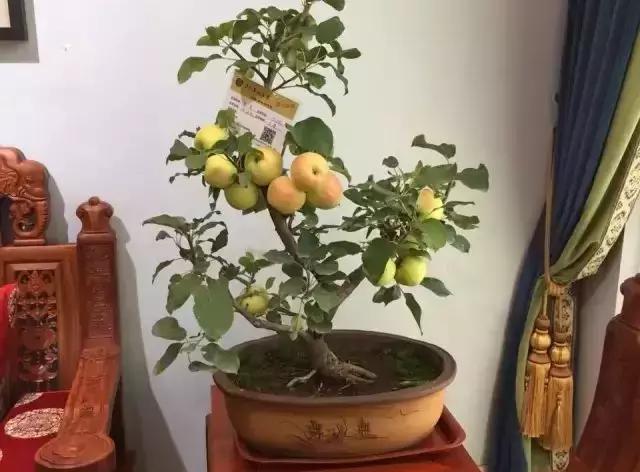 果树盆景的栽培技术视频,盆景果树种植视频