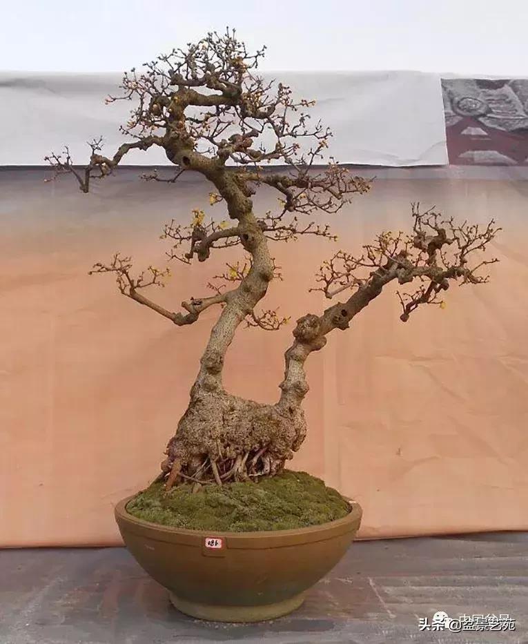 胡庆魁无穷的怀念：我说我盆景与母亲的手