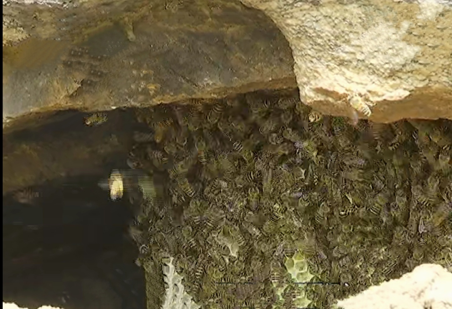 摘野生蜂窝吃蜜,荒山野岭野生蜂窝