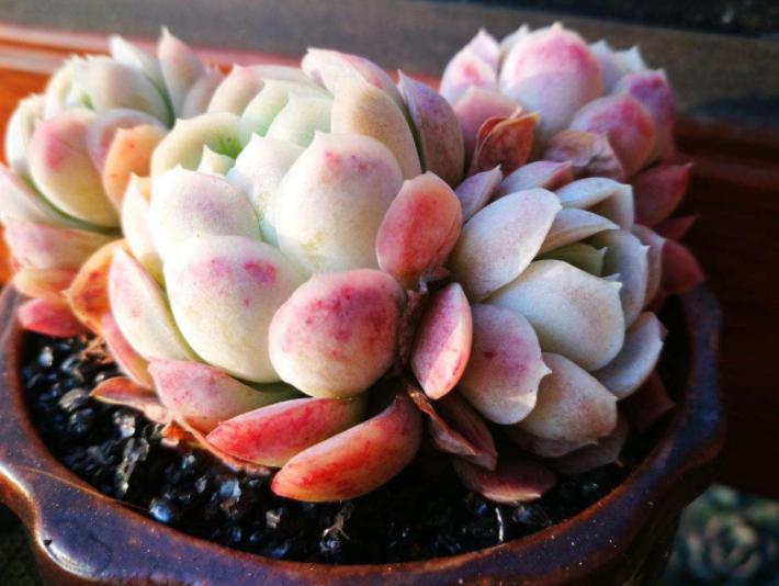 多肉叶片喷水有助上色吗,给多肉上色的最佳方法