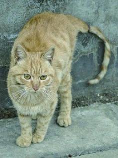 猫咪有哪些必须做的手术,猫咪的残忍手术