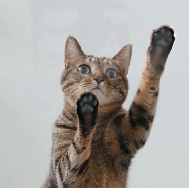 夏目漱石最经典的书,夏目漱石的心理疾病