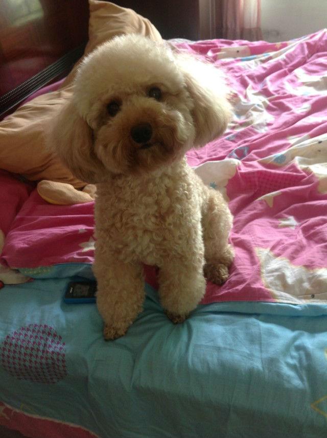 怎么挑选狗粮泰迪狗吃,8岁泰迪吃什么狗粮最好