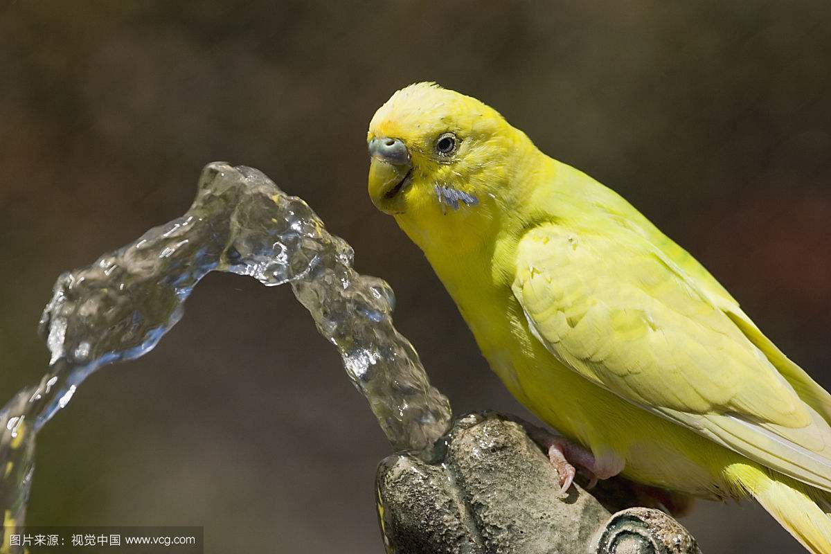 你家鹦鹉吃猫粮吗,家养鹦鹉喂小米