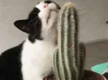 怎么判断猫是生病还是性格好,怎么看猫才能判断出猫的性格