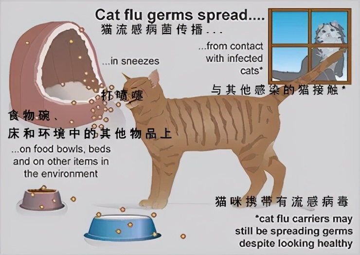 科普鼻炎小知识,慢性鼻炎鼻腔分泌物多