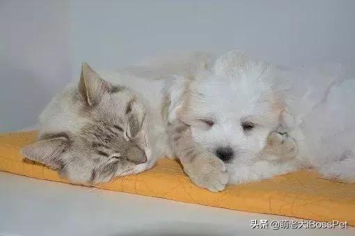 如果宠物领养代替购买，先问自己准备好了吗