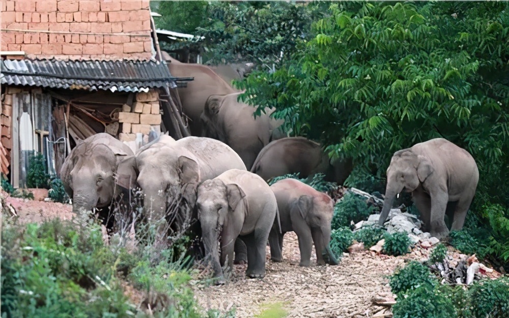 云南象群迁徙损失,云南象群迁徙事故