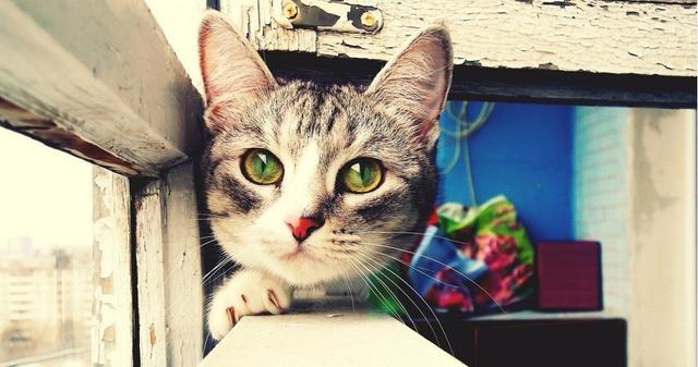 带猫小技巧,带猫都怎么出行