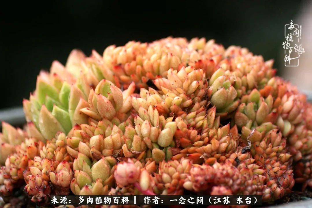 一见多肉误终生,一见多肉误终生从此入了养花坑