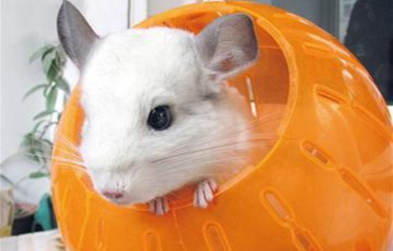 龙猫怎么养新手教程,龙猫饲养方法如何饲养龙猫