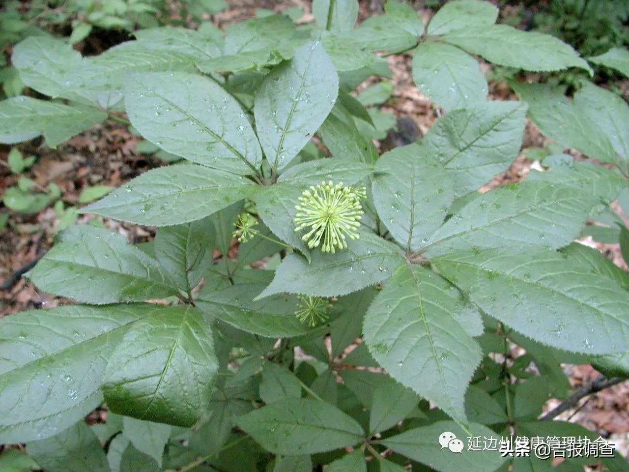 野生刺五加叶子,刺五加的种类图片和药用价值