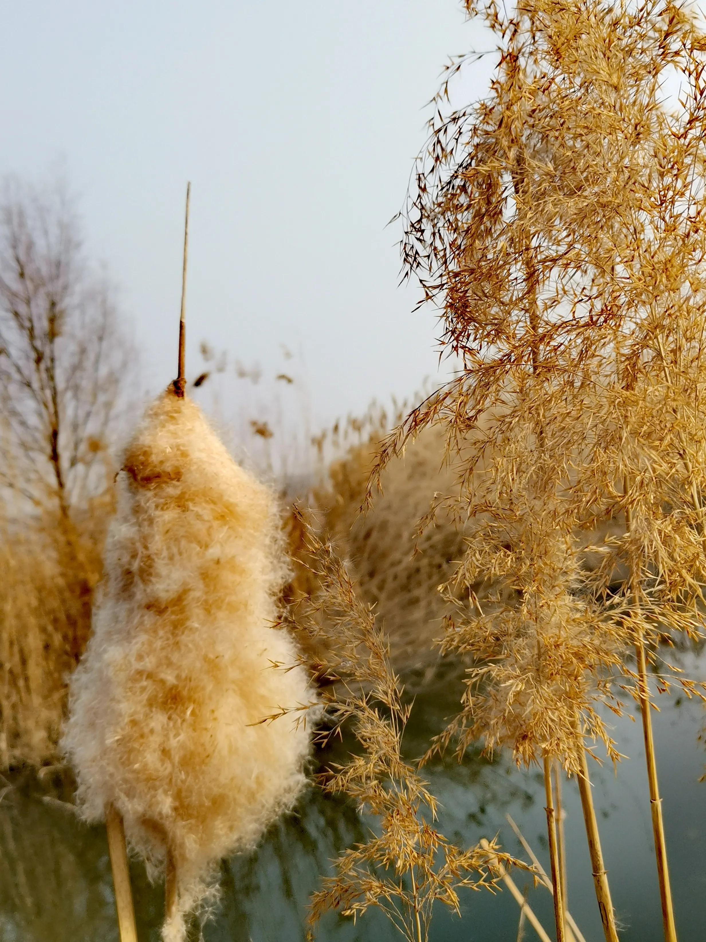 大年初一逛栎阳湖湿地公园，柳色遥看近吐绿，春归石川河！