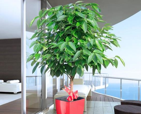 最适合在客厅养的易存活绿植,客厅养一盆绿萝好不好