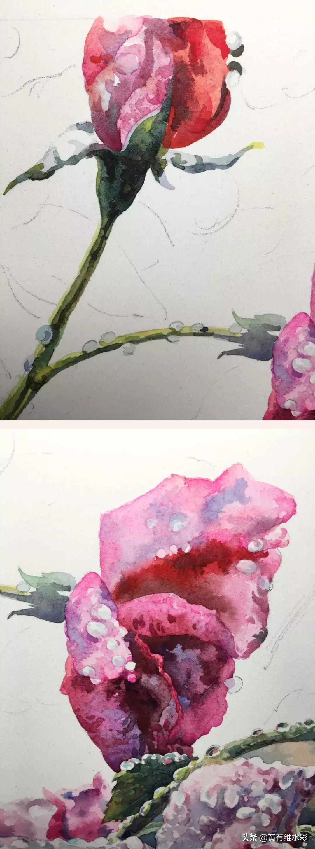 小清新水彩画玫瑰花,水彩画雨中玫瑰