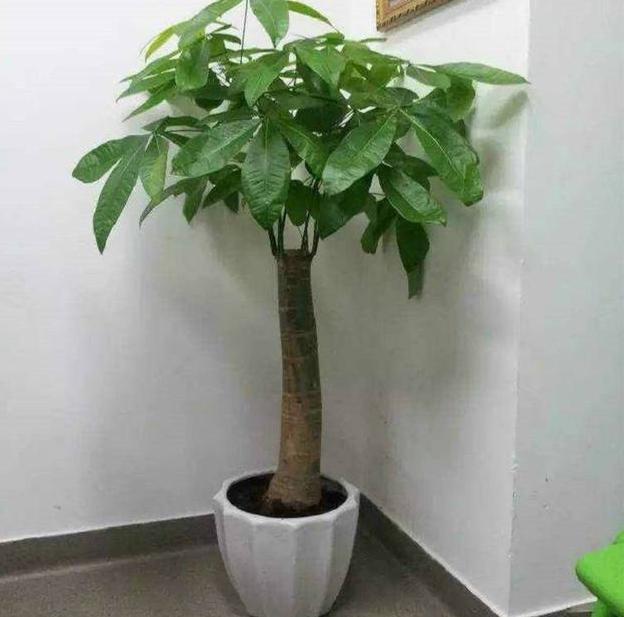 怕烂根的植物怎么养,怕旱的盆栽植物怎么养