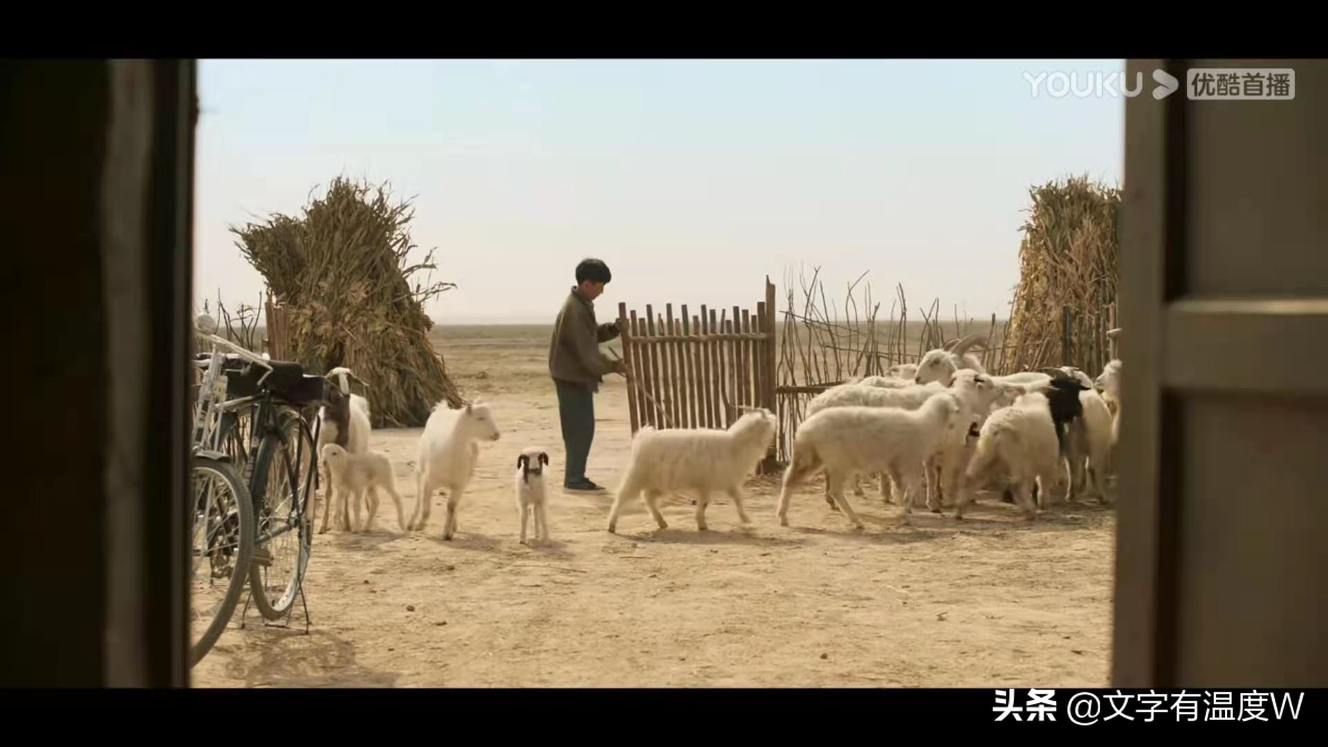 羊为什么吃不多粮食,羊为什么不吃剩下的粮食