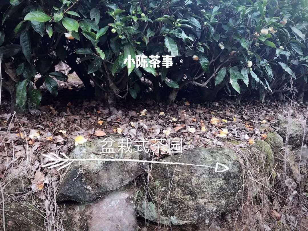 白茶怕水淹吗,白茶怕寒吗白茶怕高温吗