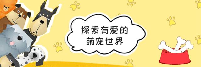 猫猫挠耳朵一定是耳螨吗,猫咪耳螨耳朵上挠秃有疤要涂药吗