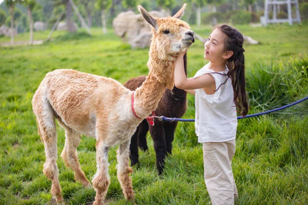 泉城欧乐堡动物王国二日游,十一假期泉城欧乐堡动物王国